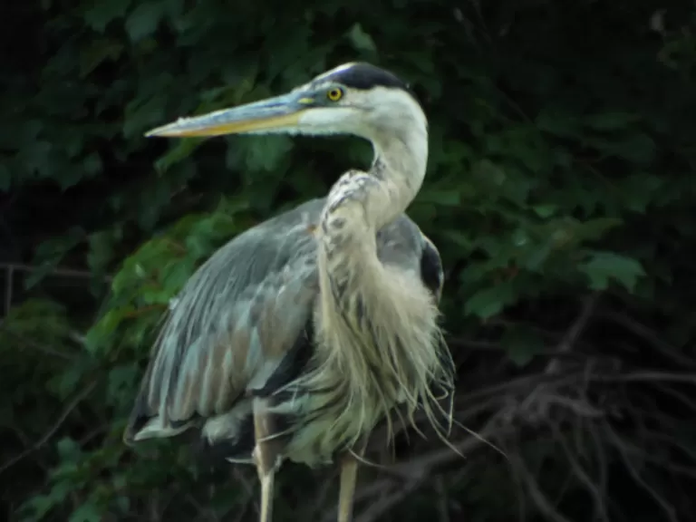 A great blue heron at Bare Hill Pond in Harvard, photographed by Robin Right.