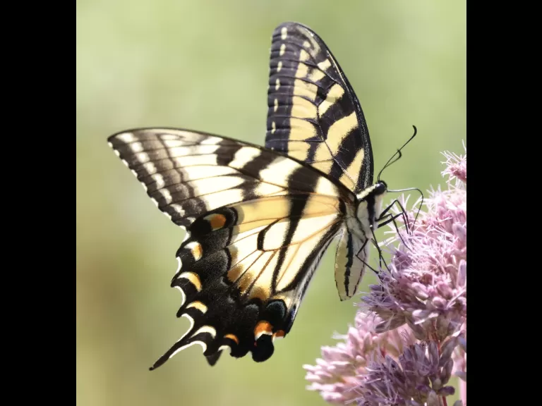 An eastern tiger swallowtail butterfly at Breakneck Hill Conservation Land in Southborough, photographed by Steve Forman.
