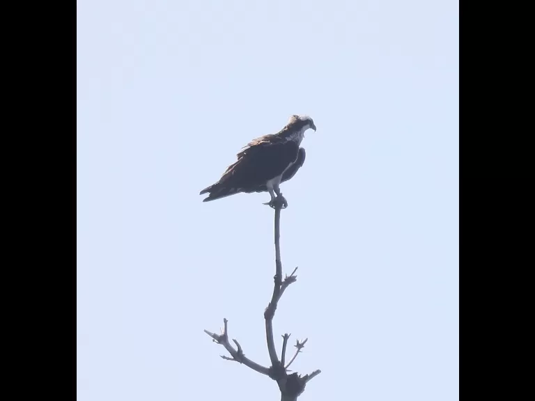 An osprey at the Sudbury Reservoir in Southborough, photographed by Steve Forman.