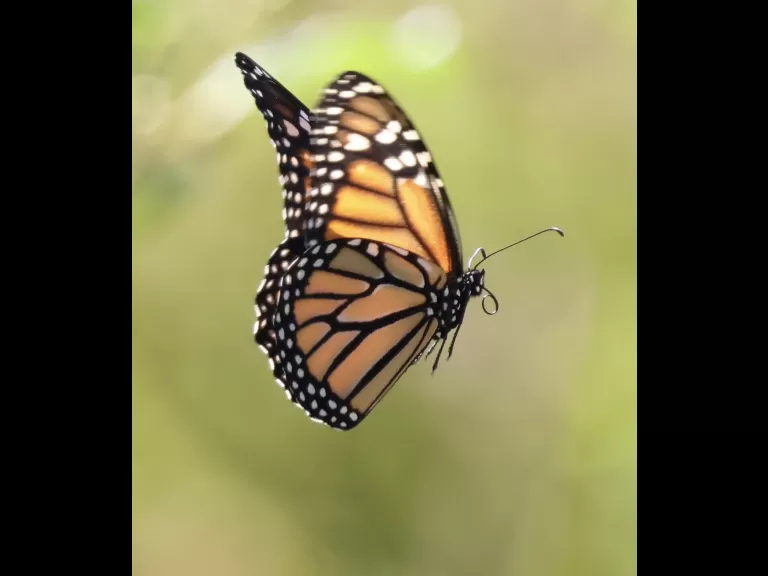 A monarch butterfly at Breakneck Hill Conservation Land in Southborough, photographed by Steve Forman.