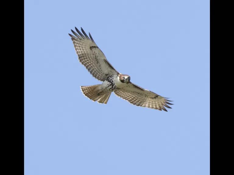 A red-tailed hawk at Breakneck Hill Conservation Land in Southborough, photographed by Steve Forman.