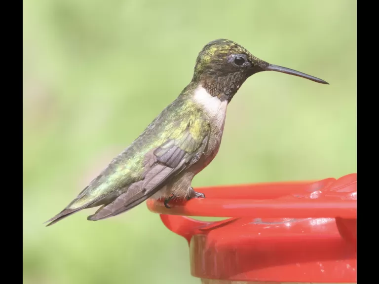 A ruby-throated hummingbird in Framingham, photographed by Steve Forman.
