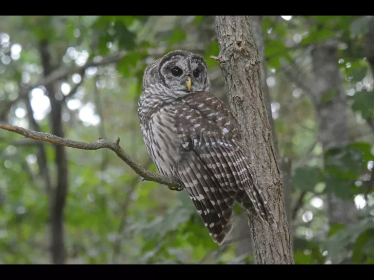 A barred owl in Natick, photographed by Greg Dysart.