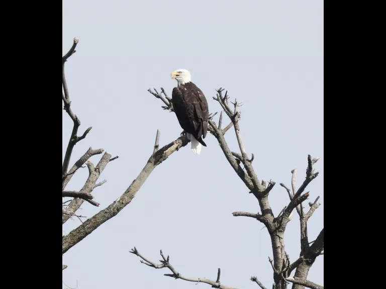 A bald eagle in Southborough, photographed by Steve Forman.