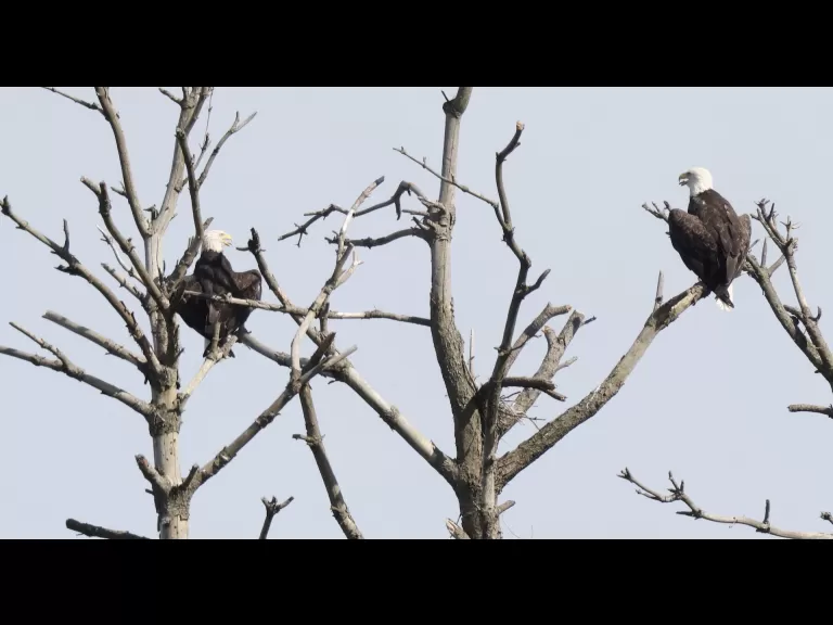 Bald eagles at the Sudbury Reservoir in Southborough, photographed by Steve Forman.