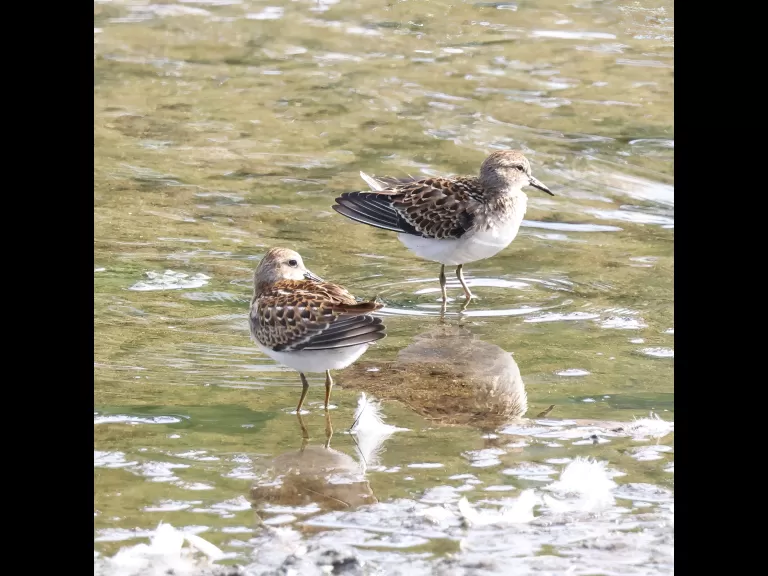 Least sandpipers at Hager Pond in Marlborough, photographed by Steve Forman.