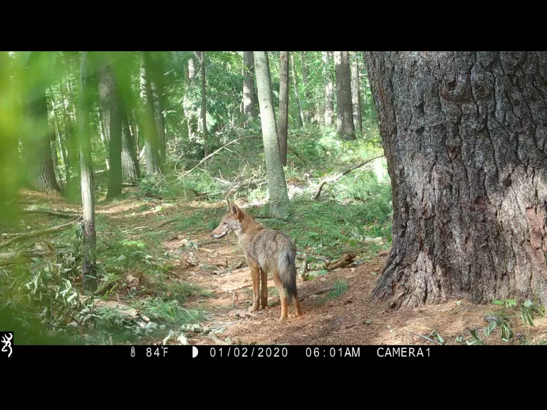 A coyote in Boylston, photographed with an automatically triggered wildlife camera by Jim Makuc.