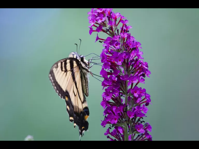 An eastern tiger swallowtail in Maynard, photographed by Gail Sartori.