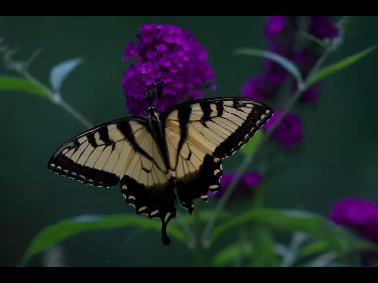 An eastern tiger swallowtail in Maynard, photographed by Gail Sartori.