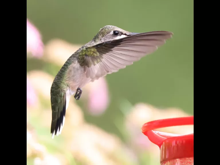 A ruby-throated hummingbird in Framingham, photographed by Steve Forman.