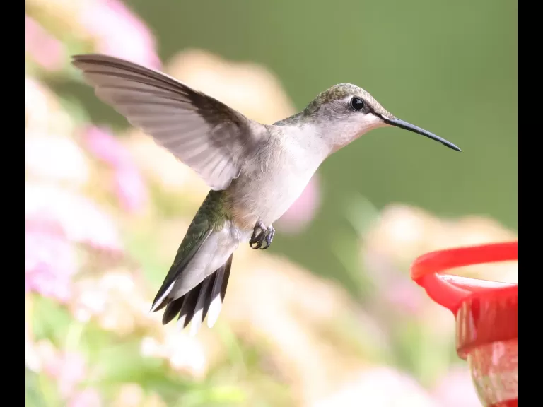 A ruby-throated hummingbird in Framingham, photographed by Steve Forman.
