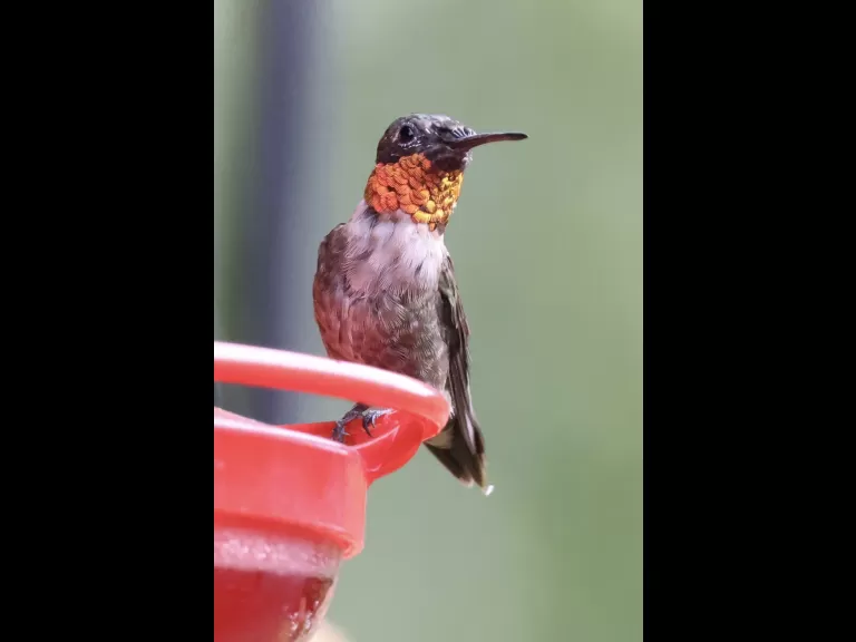 A ruby-throated hummingbird in Framingham, photographed by Steve Forman.