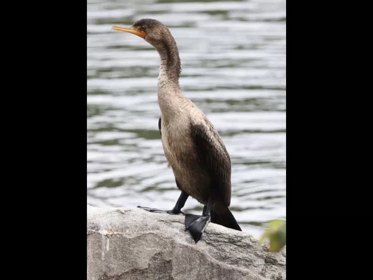 A double-crested cormorant at Hager Pond in Marlborough, photographed by Steve Forman.