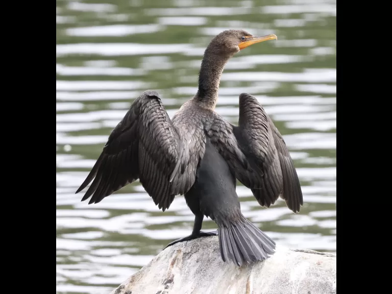 A double-crested cormorant at Hager Pond in Marlborough, photographed by Steve Forman.
