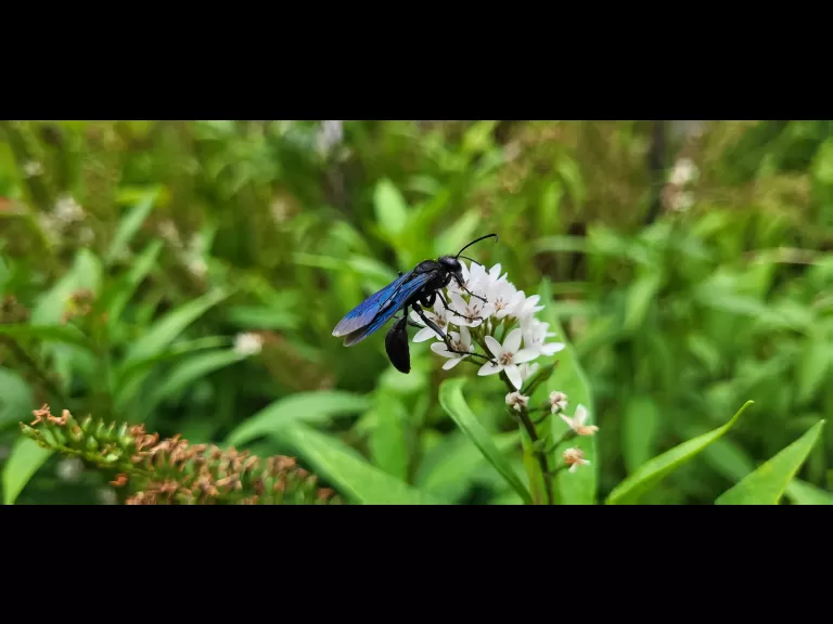 A great black wasp in Maynard, photographed by William Watt.