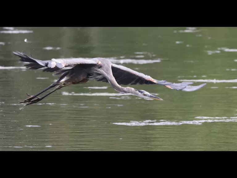A great blue heron at Hager Pond in Marlborough, photographed by Steve Forman.