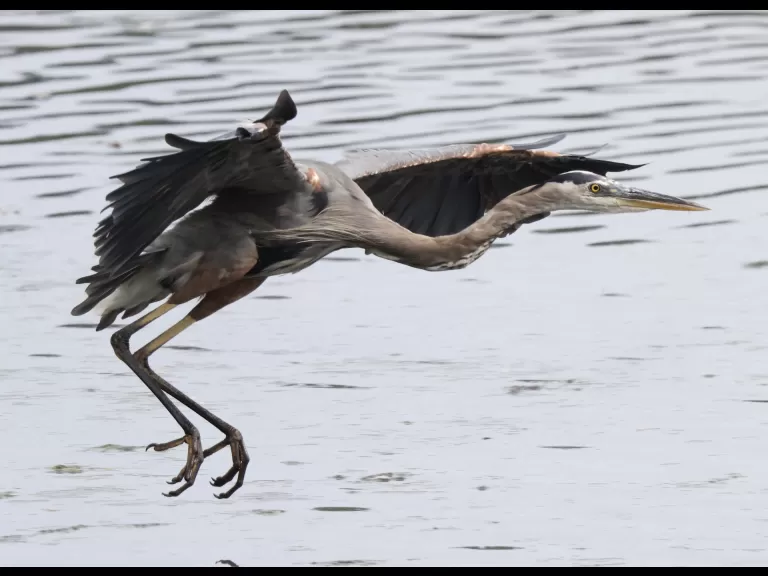 A great blue heron at Hager Pond in Marlborough, photographed by Steve Forman.
