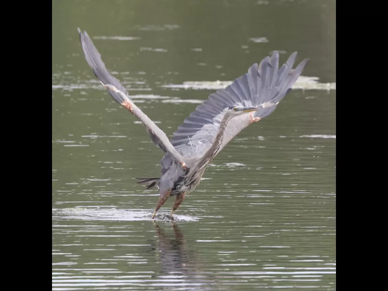 A great blue heron at Hager Pond in Marlborough, photographed by Steve Forman.