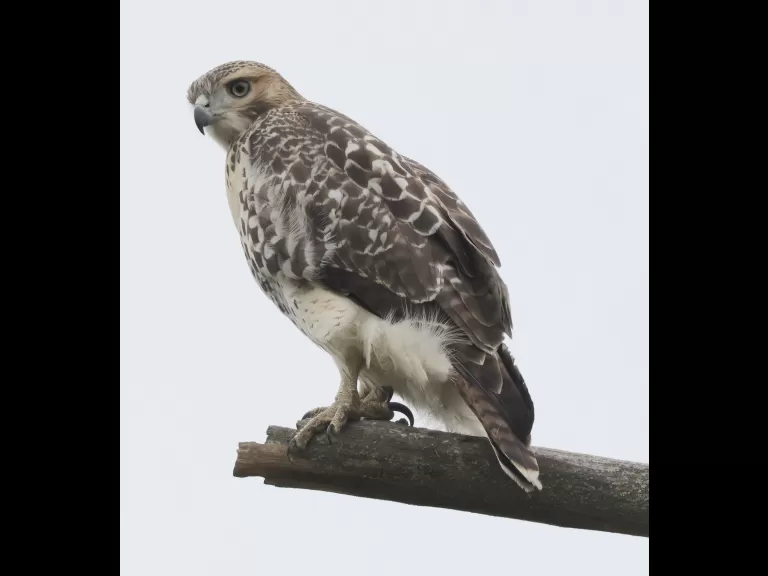 A red-tailed hawk at Breakneck Hill Conservation Land in Southborough, photographed by Steve Forman.