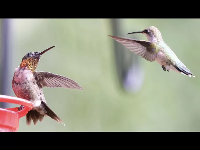 Ruby-throated hummingbirds in Framingham, photographed by Steve Forman.