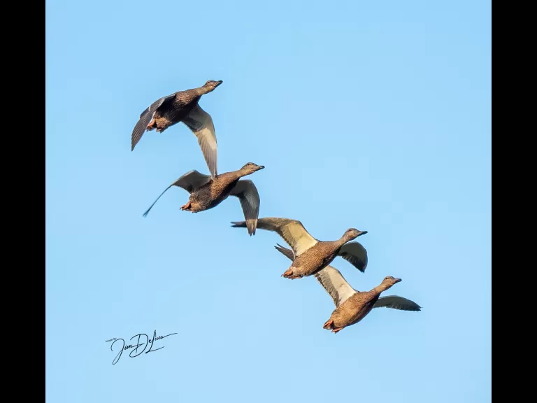 Mallards at Bruce's Pond in Hudson, photographed by Jim Deluco.