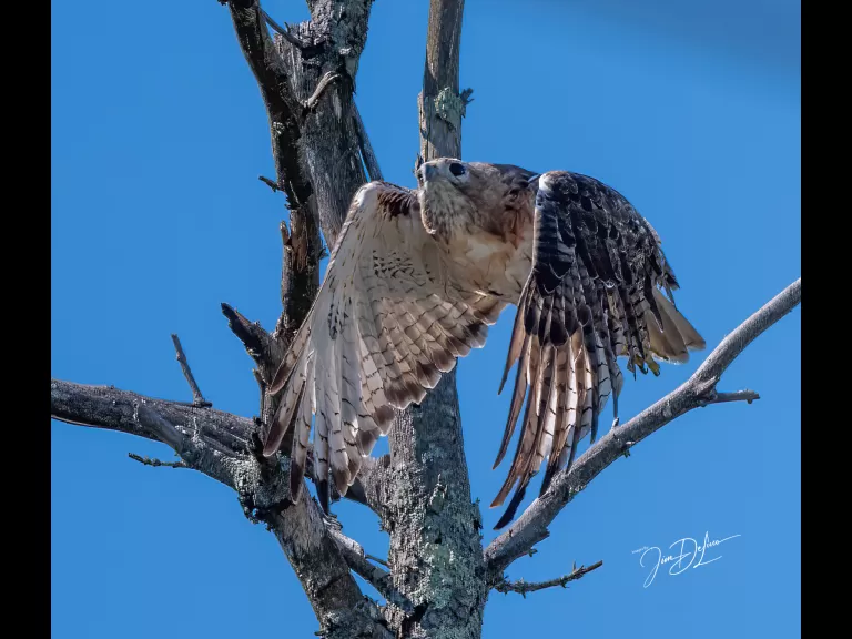 A red-tailed hawk at Bruce's Pond in Hudson, photographed by Jim Deluco.
