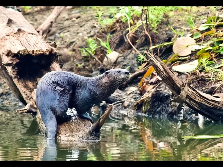 A river otter in Westborough, photographed by Vin Cerrati.