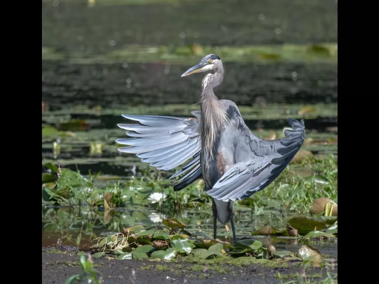 A great blue heron at Bruce's Pond in Hudson, photographed by Jim DeLuco.