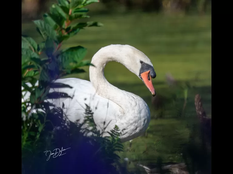 A mute swan at Assabet River National Wildlife Refuge in Maynard, photographed by Jim DeLuco.