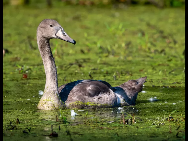 A mute swan at Assabet River National Wildlife Refuge in Maynard, photographed by Jim DeLuco.