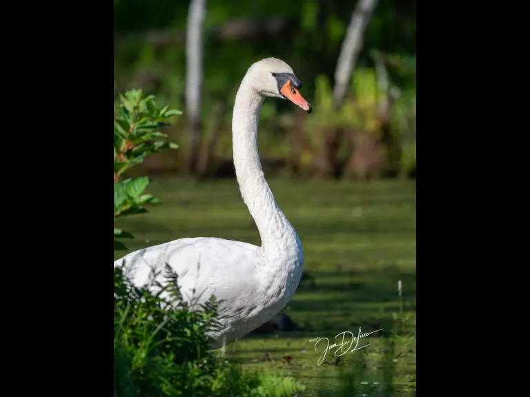 A mute swan at Assabet River National Wildlife Refuge in Maynard, photographed by Jim DeLuco.