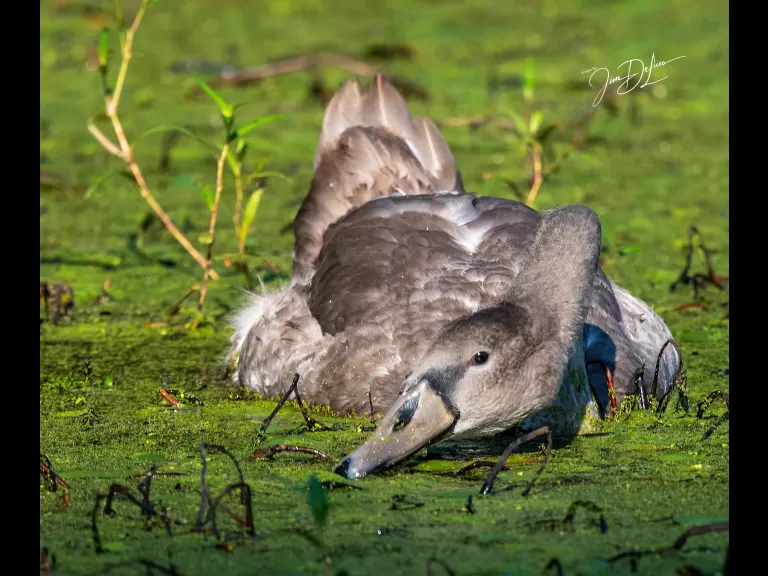 A mute swan at Assabet River National Wildlife Refuge in Maynard, photographed by Jim DeLuco.