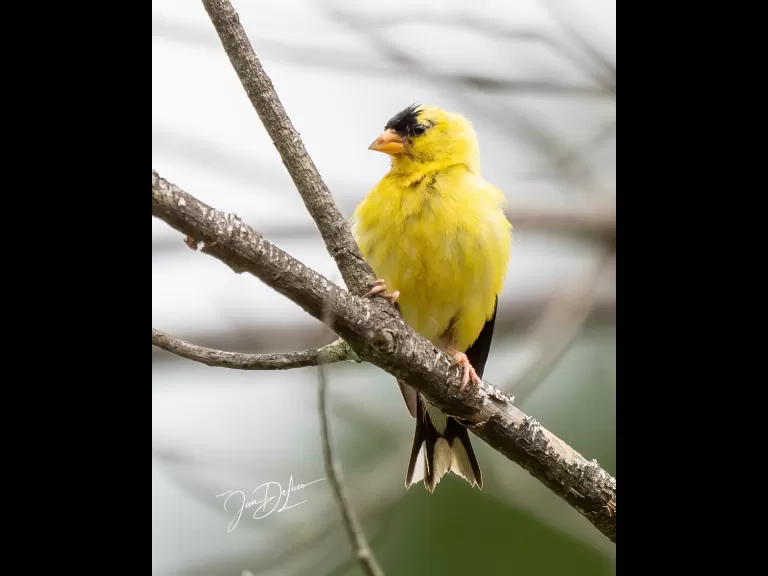 An American goldfinch at Assabet River National Wildlife Refuge in Sudbury, photographed by Jim DeLuco.