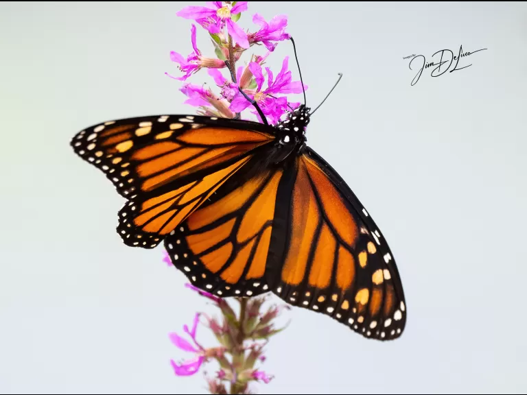 A monarch butterfly at Assabet River National Wildlife Refuge in Sudbury, photographed by Jim DeLuco.