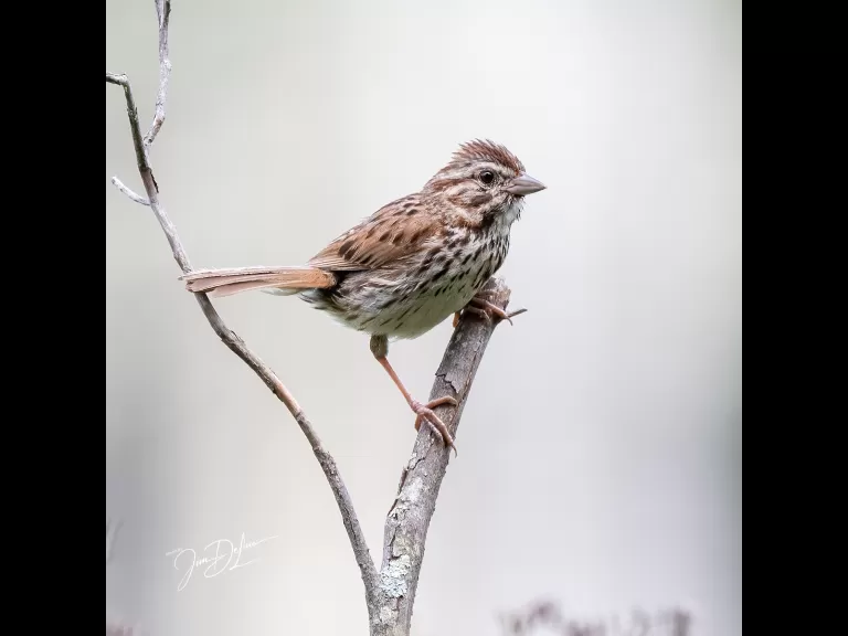 A song sparrow at Assabet River National Wildlife Refuge in Sudbury, photographed by Jim DeLuco.