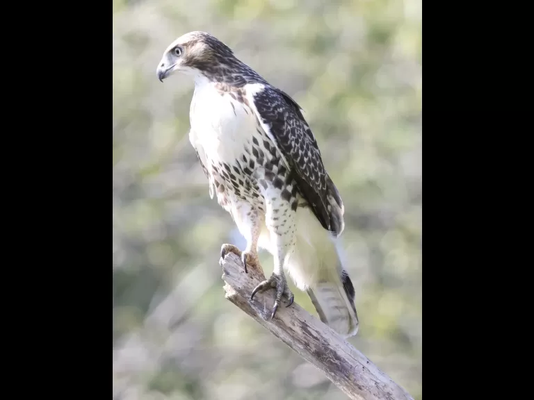 A red-tailed hawk at Breakneck Hill Conservation Land in Southborough, photographed by Steve Forman.