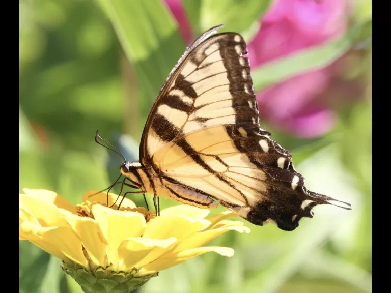 An eastern tiger swallowtail butterfly at Breakneck Hill Conservation Land in Southborough, photographed by Steve Forman.