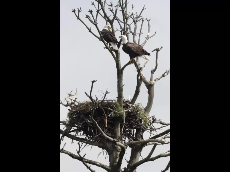 Bald eagles at the Sudbury Reservoir in Southborough, photographed by Steve Forman.