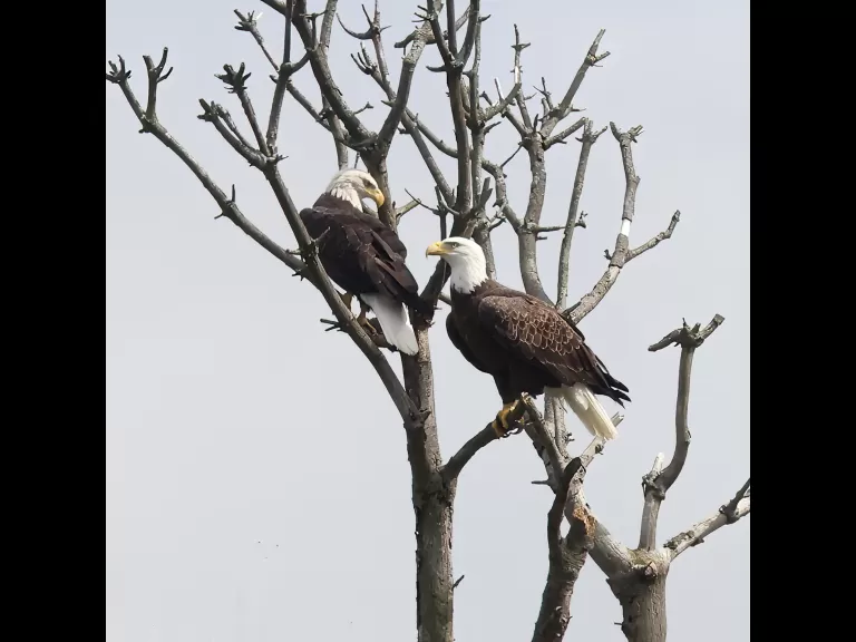 Bald eagles at the Sudbury Reservoir in Southborough, photographed by Steve Forman.