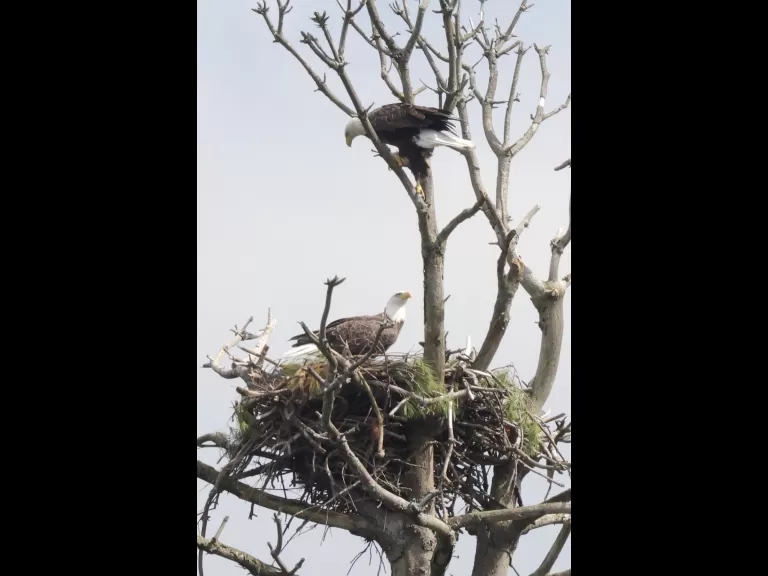Bald eagles at the Sudbury Reservoir in Southborough, photographed by Steve Forman.