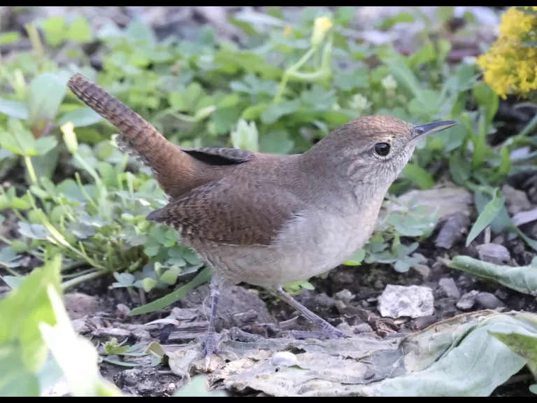 A house wren at Breakneck Hill Conservation Land in Southborough, photographed by Steve Forman.