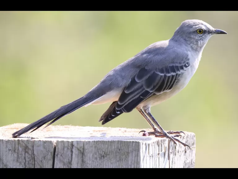 A northern mockingbird at Breakneck Hill Conservation Land in Southborough, photographed by Steve Forman.