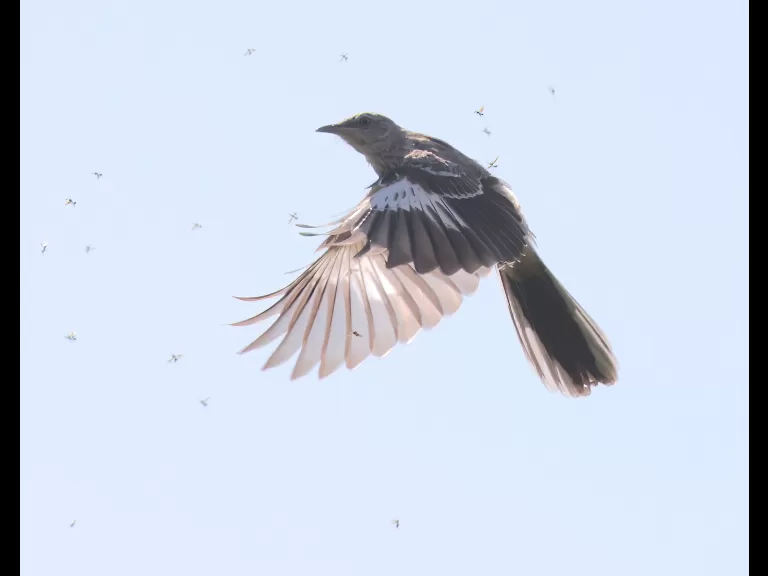 A northern mockingbird at Breakneck Hill Conservation Land in Southborough, photographed by Steve Forman.