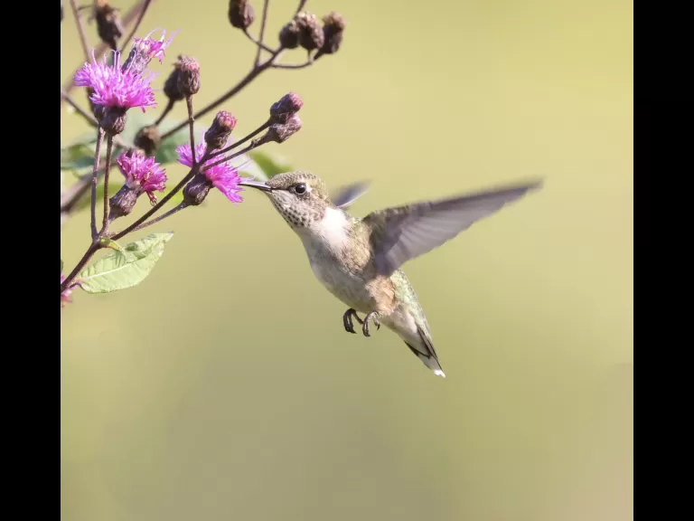 A ruby-throated hummingbird at Breakneck Hill Conservation Land in Southborough, photographed by Steve Forman.