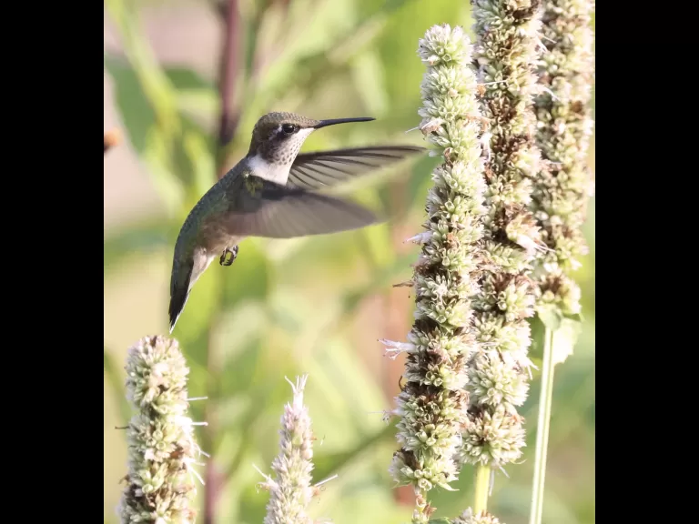 A ruby-throated hummingbird at Breakneck Hill Conservation Land in Southborough, photographed by Steve Forman.