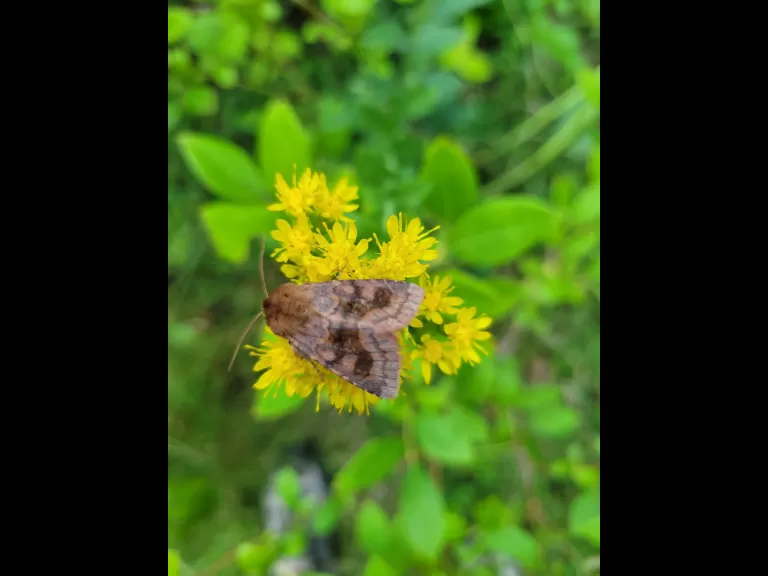 A bronze cutworm moth on goldenrod in Northborough, photographed by Marnie Frankian.