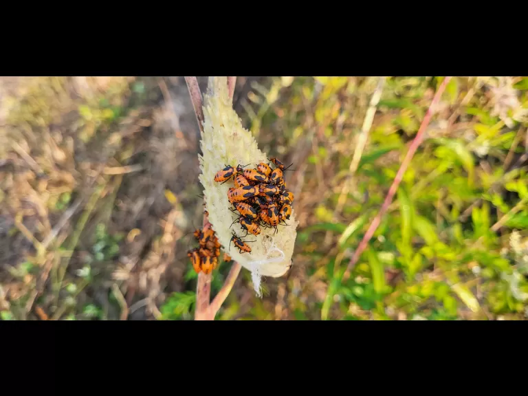 Large milkweed bugs at Great Meadows National Wildlife Refuge in Concord, photographed by William Watt.