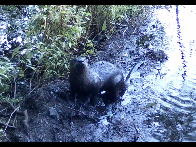 A river otter near Fairhaven Bay in Concord, photographed with an automatically triggered wildlife camera by Ron McAdow.