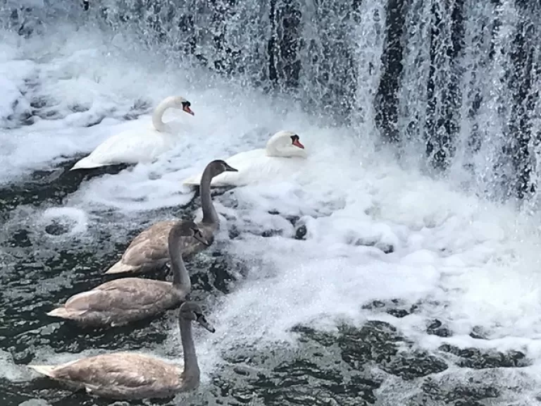 Mute swans on the Assabet River in Hudson, photographed by Diane Seligman.