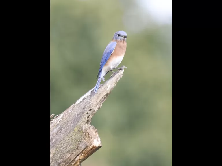 An eastern bluebird at Breakneck Hill Conservation Land in Southborough, photographed by Steve Forman.